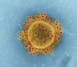 黄曲霉毒素对人体有那些危害？