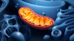 科学家发现逆转2型糖尿病的新“钥匙”