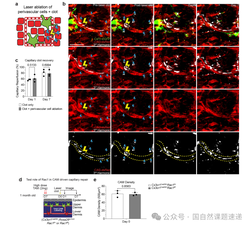 Nature：最新研究揭示皮肤衰老的真正起点
