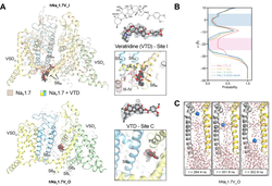 首次捕获电压门控钠通道「开放瞬间」